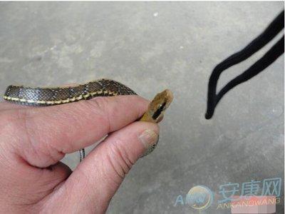 女性梦到毒蛇盘在手上 梦到被毒蛇咬出血什么预兆
