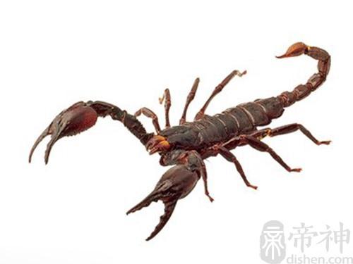 梦见被蝎子蛰了腰 梦见被蜜蜂蛰是什么征兆周公解梦