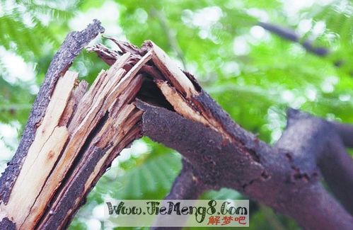 梦见别人被树压死 梦见别人被木头压死